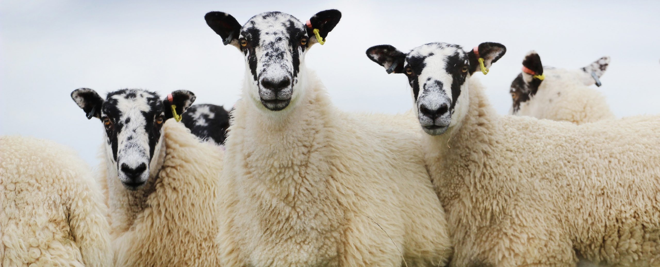 Read more about the article MV BRED GIMMERS!